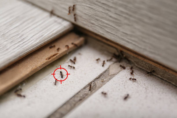 Trusted Berkeley, MO Pest Control Experts