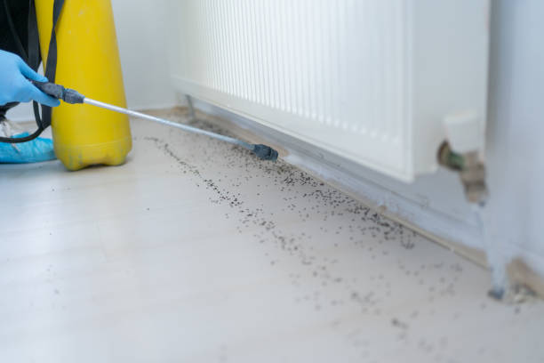 Best Flea Control Services  in Berkeley, MO